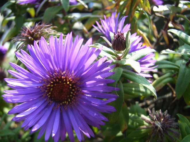 Aster novae-angliae 'Purple Dome' Herfstaster