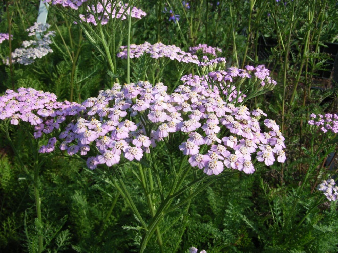 Achillea millefolium 'Lilac Beauty' Duizendblad
