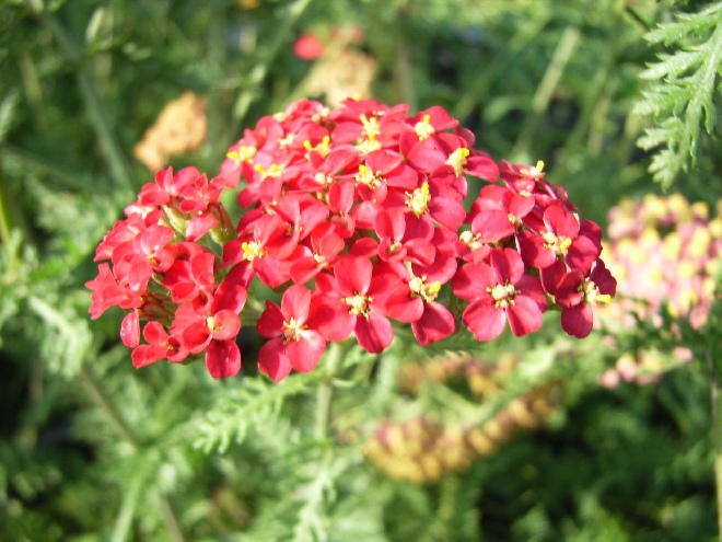 Achillea millefolium 'Paprika' Duizendblad