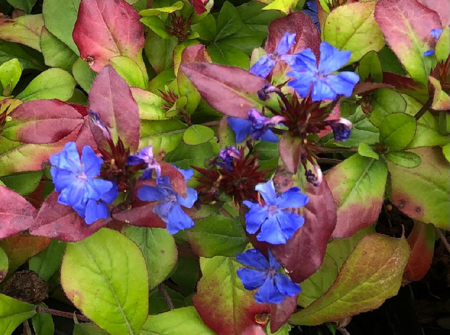 Ceratostigma plumbaginoides Loodkruid