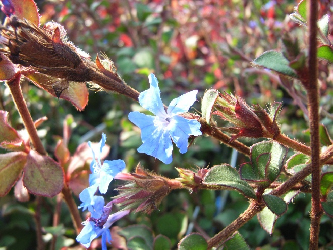 Ceratostigma griffithii Loodkruid