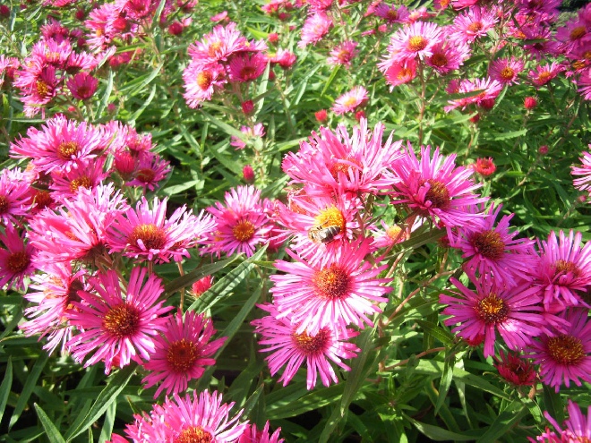 Aster novae-angliae 'Andenken an Alma Pötschke' herfstaster