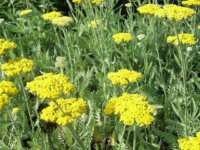 Achillea 'Coronation Gold' Duizendblad