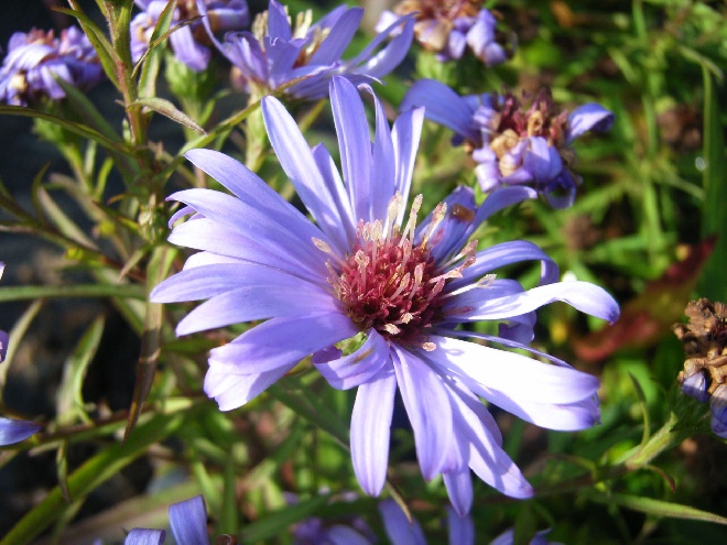 Aster 'Lady in Blue' Dwergherfstaster