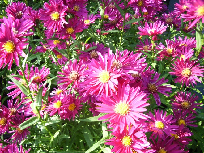Aster novi-belgii 'Crimson Brocade' Herfstaster