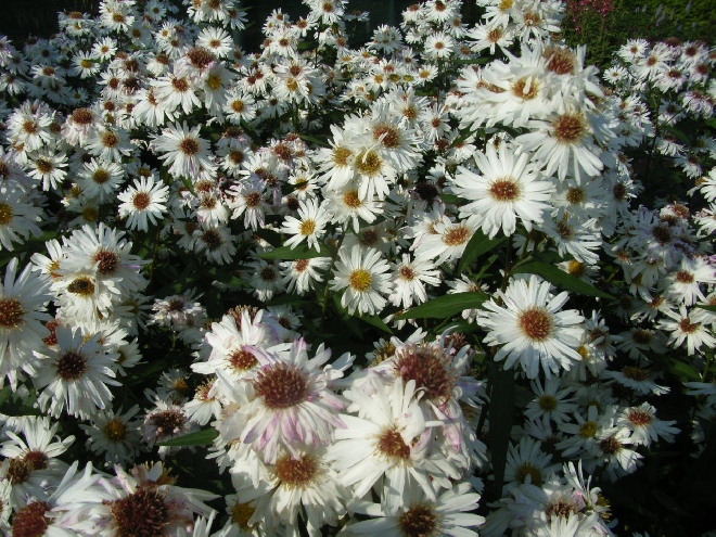 Aster novi-belgii 'White Ladies' Herfstaster
