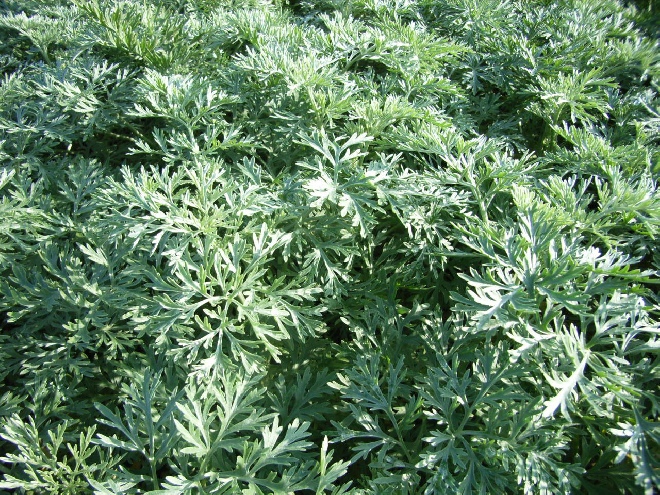 Artemisia 'Powis Castle' Alsem