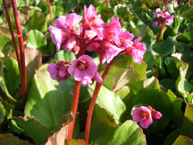 Bergenia 'Morgenröte' Schoenlappersplant