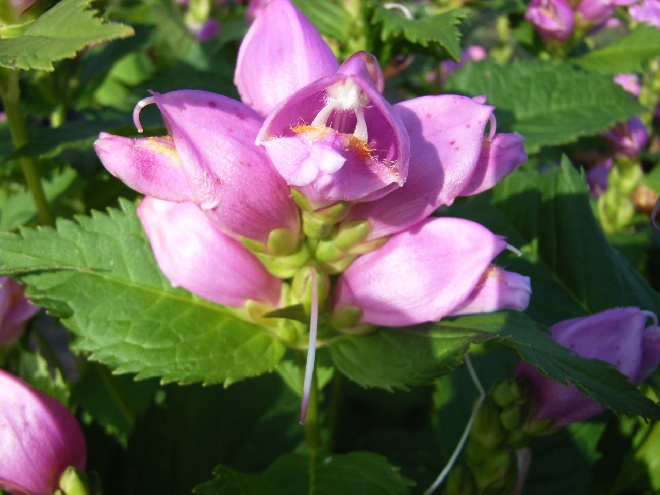 Chelone obliqua Schildpadbloem