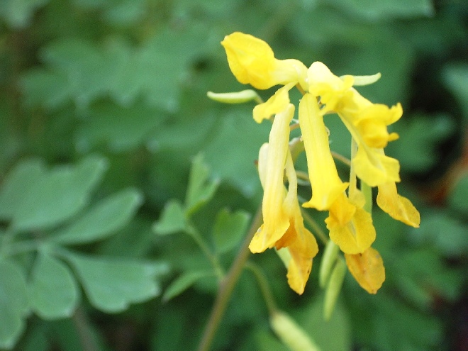 Corydalis lutea  Gele Helmbloem