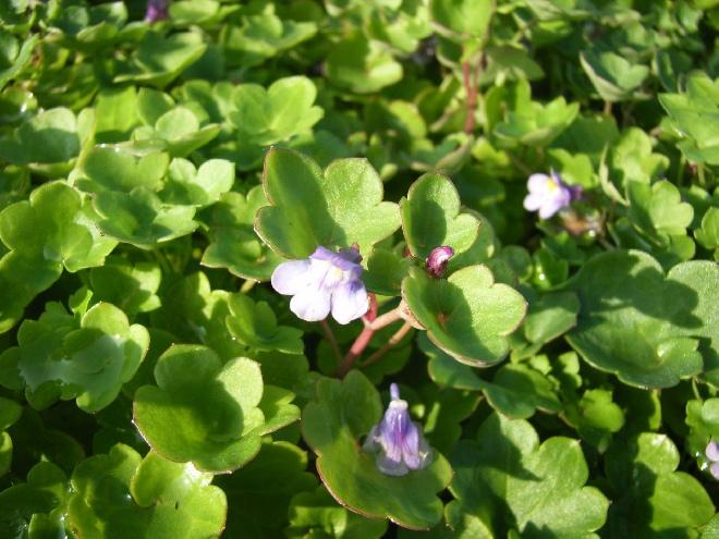 Cymbalaria muralis Muurleeuwebek