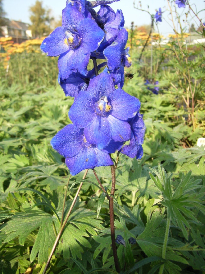 Delphinium 'Atlantis' Ridderspoor