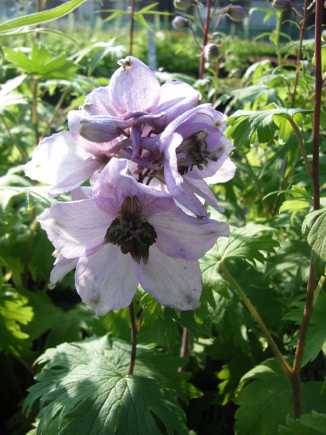 Delphinium 'Astolat' Ridderspoor