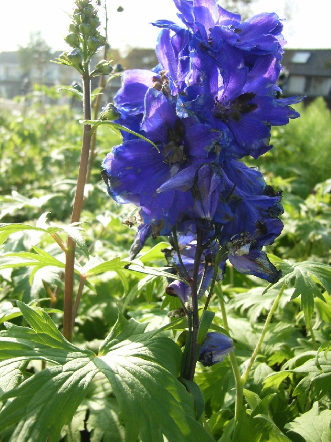 Delphinium 'Black Knight' Ridderspoor