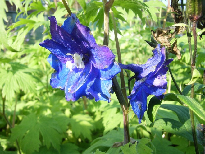 Delphinium 'King Arthur' Ridderspoor