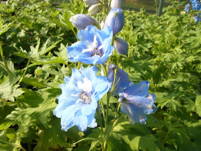 Delphinium 'Summer Skies' Ridderspoor