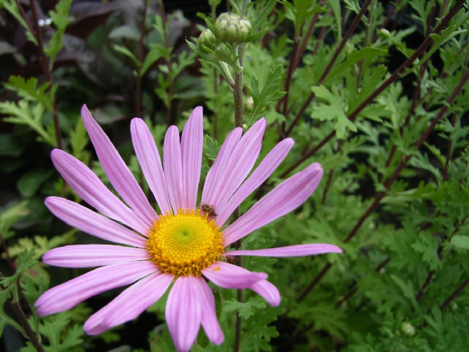 Chrysanthemum (R) 'Clara Curtis' (syn. Dendranthema 'Clara Curtis') Roze Tuinchrysant