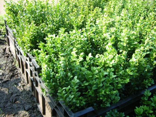 Buxus sempervirens (Voor heg) Bospalm, Buxus, Haagbuxus