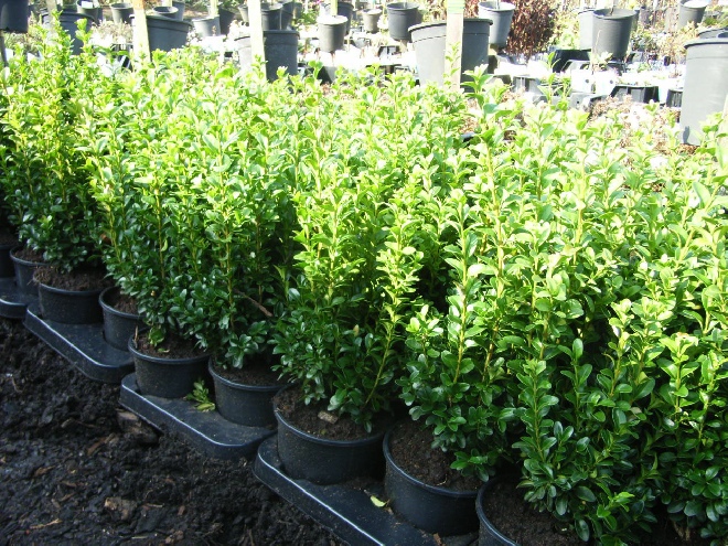 Buxus sempervirens 'Elegans' Bospalm, Buxus, Bonte buxus