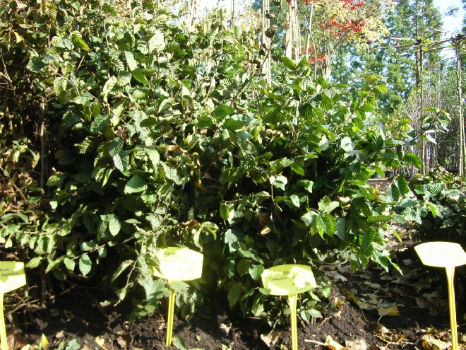 Carpinus betulus (Haagbeukheg) Haagbeuk
