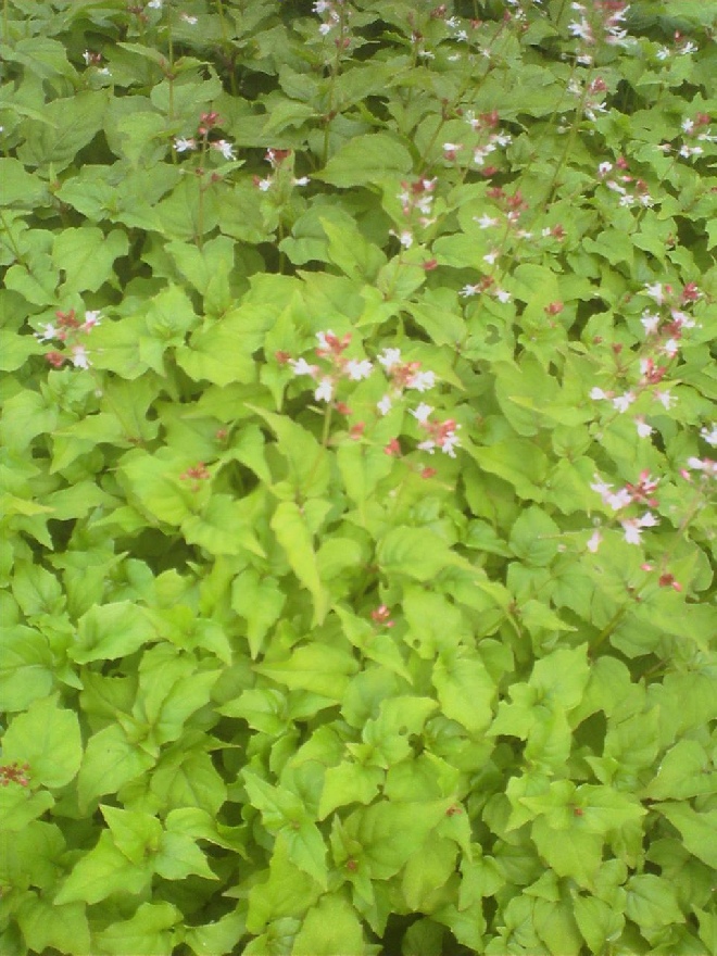 Circaea alpina Alpen Heksenkruid