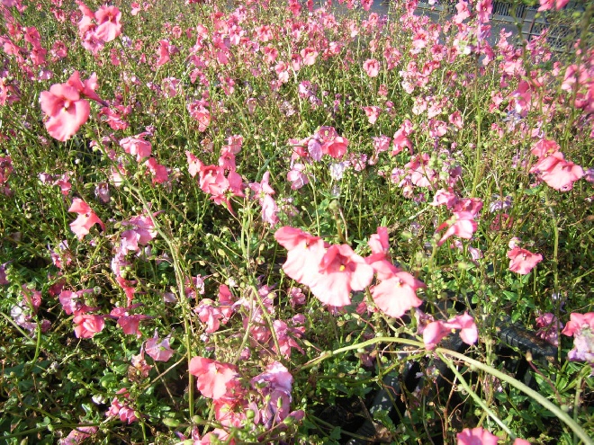 Diascia 'Diastis' (Upright Coral) 