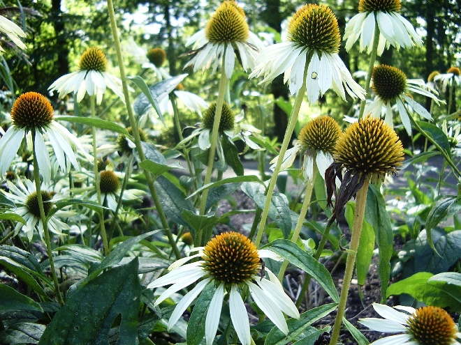 Echinacea purpurea 'Alba' Zonnehoed