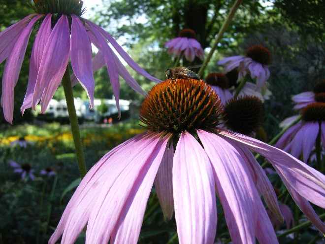 Echinacea purpurea 'Magnus' Rode Zonnehoed