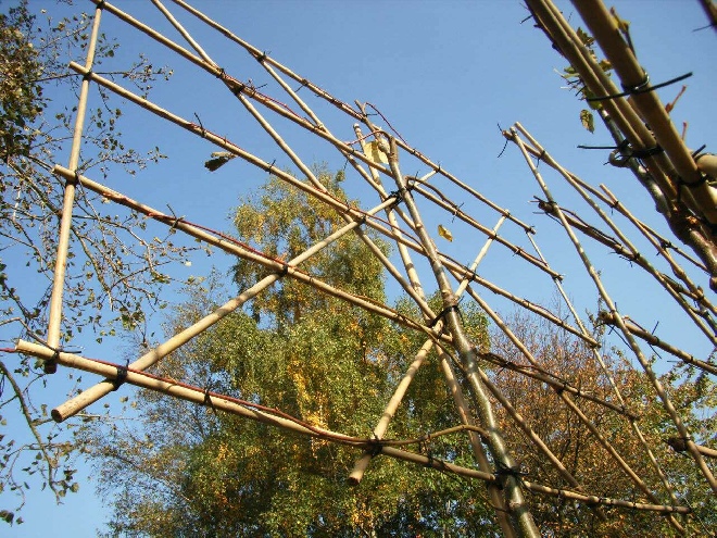 Tilia europaea 'Pallida' (Leilinde)(Vollegrond) Linde