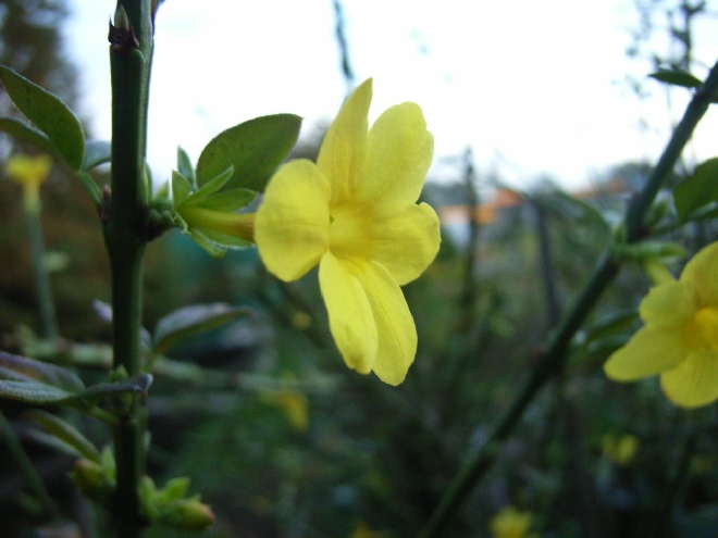 Jasminum nudiflorum Naaktbloeiende Winterjasmijn