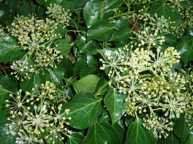 Hedera hibernica 'Irish Arborescent' (syn. Hedera helix 'Arborescens') Struikklimop
