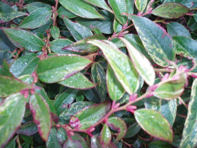 Leucothoe fontanesiana 'Rainbow' (Leucothoe walteri 'Rainbow') Druifheide