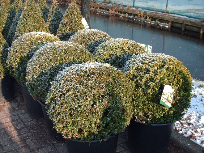 Buxus sempervirens Buxus, Randpalm