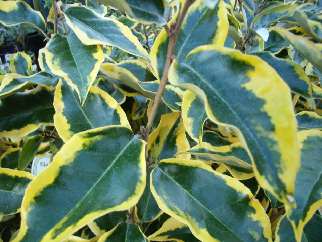 Elaeagnus ebbingei 'Gilt Edge' Olijfwilg