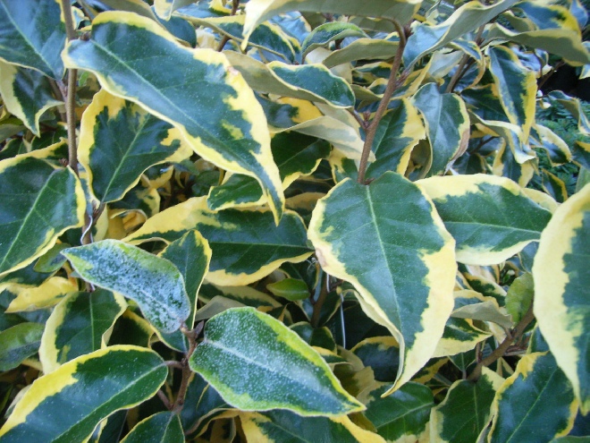 Elaeagnus ebbingei 'Limelight' Olijfwilg