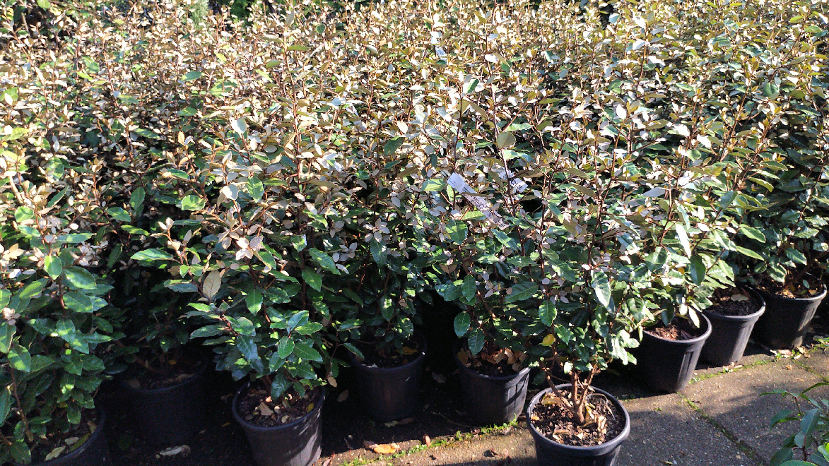 Elaeagnus ebbingei Olijfwilg