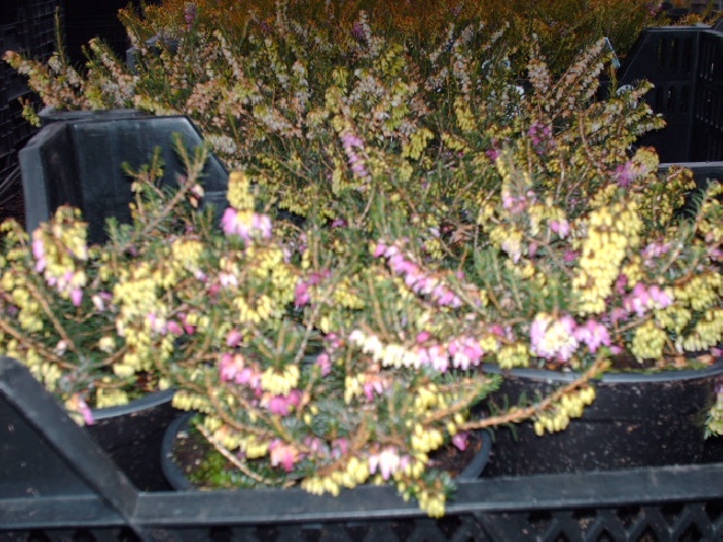 Erica tetralix 'Rosea' Dopheide