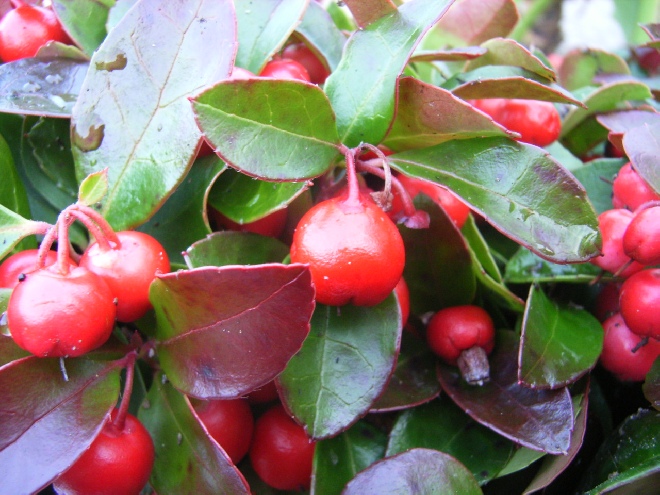 Gaultheria procumbens Bergthee