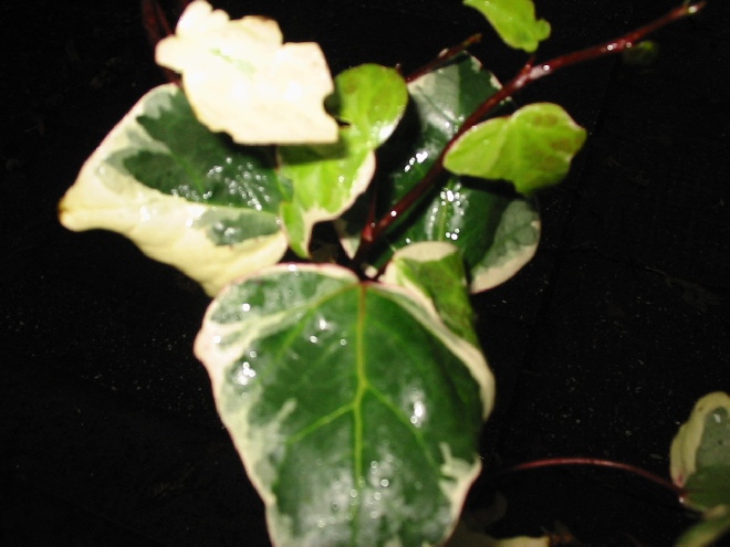 Hedera algeriensis 'Gloire de Marengo' Algerijnse Klimop