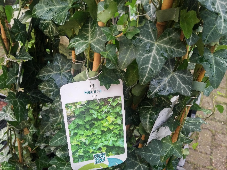 Hedera helix Kleinbladige Gewone Klimop