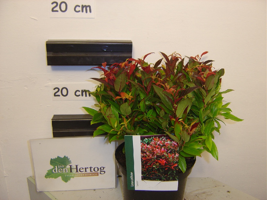 Leucothoe 'Zeblid' SCARLETTA ® Druifheide