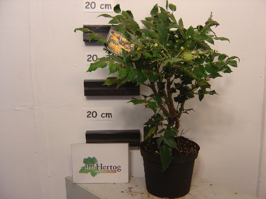 Mahonia japonica(syn. bealii) Mahoniestruik