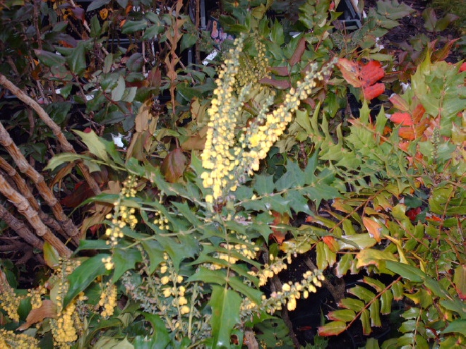 Mahonia media 'Charity' Mahoniestruik