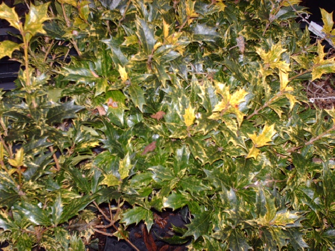 Osmanthus heterophyllus Schijnhulst