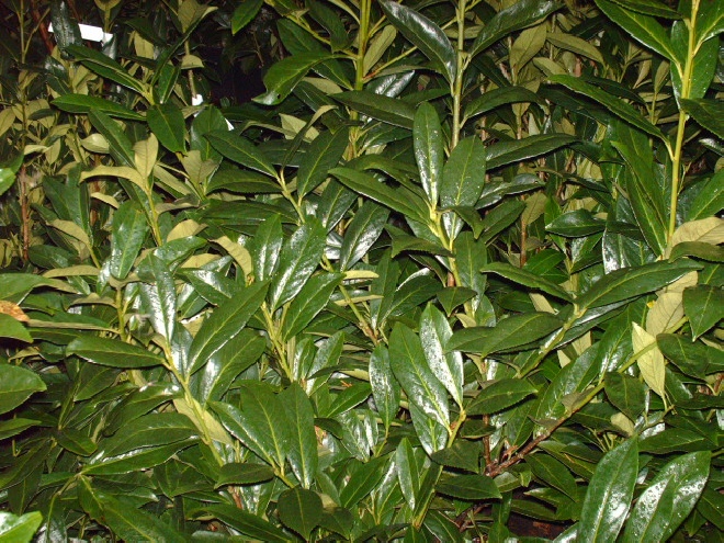 Prunus laurocerasus 'Caucasica' Laurierkers, Haaglaurier