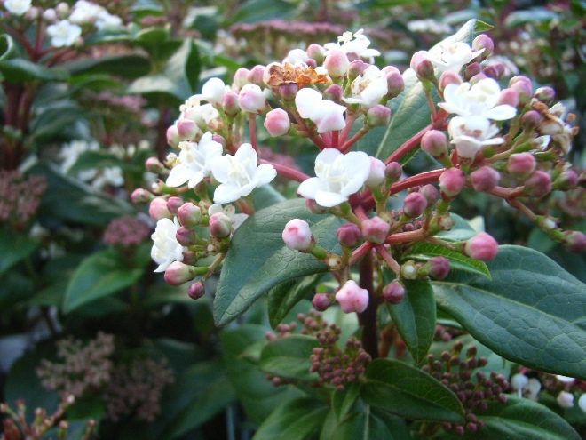 Viburnum tinus 'Eve Price' Sneeuwbal, Bladhoudende Viburnum
