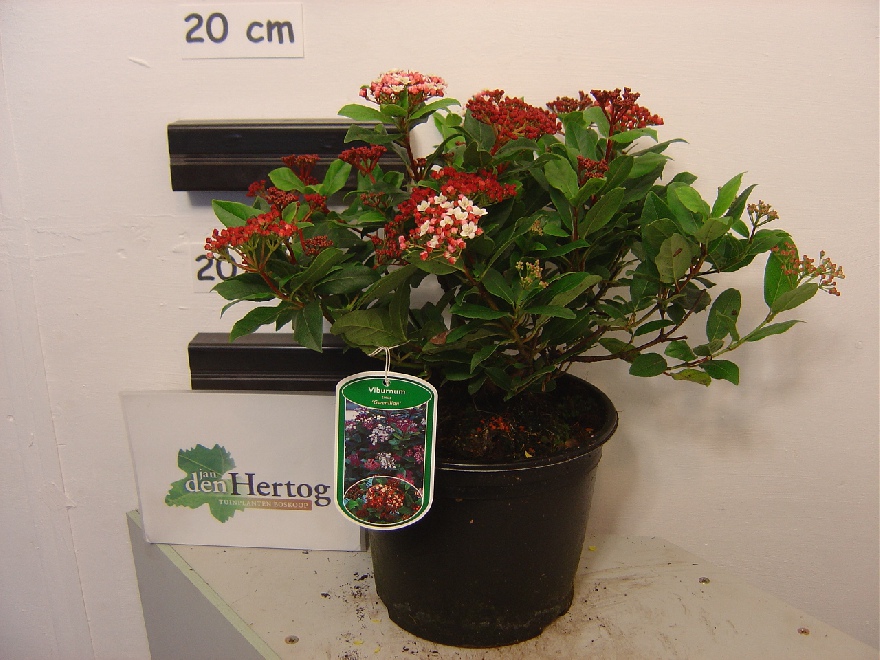 Viburnum tinus 'Gwenllian' Sneeuwbal, Bladhoudende Viburnum
