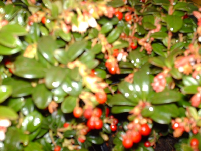 Vaccinium vitis-idaea Rode Bosbes, Vossebes