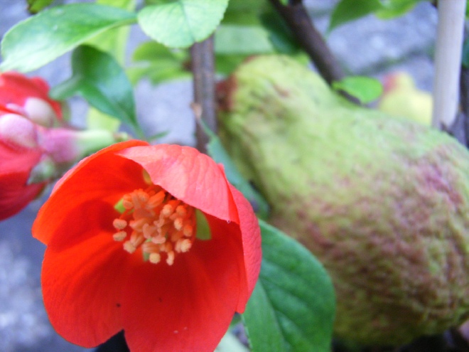 Chaenomeles superba 'Crimson and Gold' Kweeappel, dwergkwee