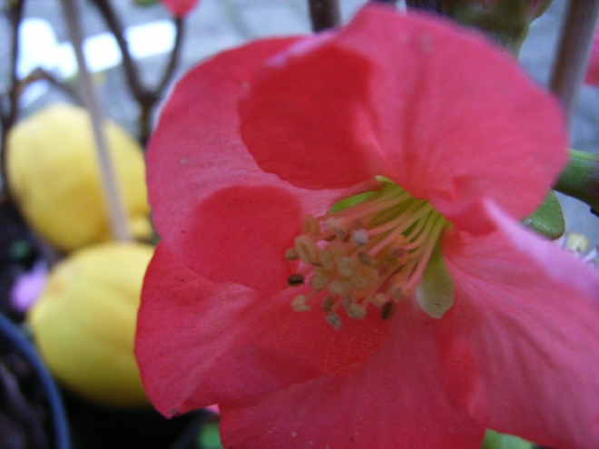 Chaenomeles superba 'Interpitra' (Pink Trail) Kweeappel, Japanse Dwergkwee